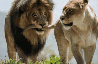 Lion And Lioness Standing In Grass GIF