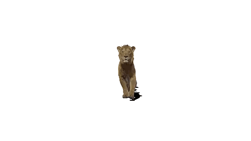 Lion And Lioness Standing Together Sticker