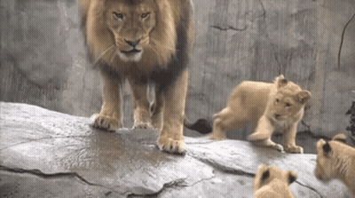 Lion And Two Cubs Standing On Rock GIF