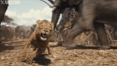 Lion Attacked By Elephant 2005 GIF