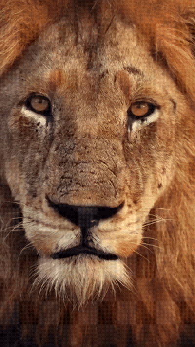 Lion Close Up Looking At Camera GIF