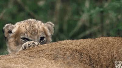 Lion Cub Close Up With BBC America GIF
