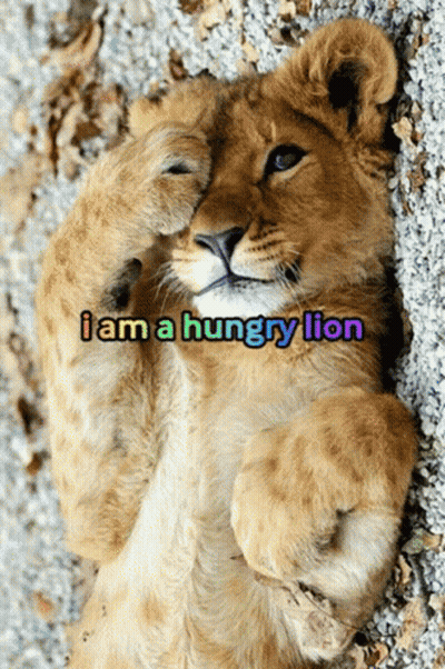 Lion Cub Laying On Back Saying I Am A Hungry Lion GIF