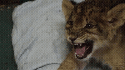 Lion Cub Laying On Towel With Tongue Out GIF