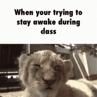 Lion Cub Lying Down Eyes Closed When Trying To Stay Awake During Class GIF