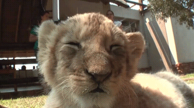Lion Cub Sleeping Close Up GIF