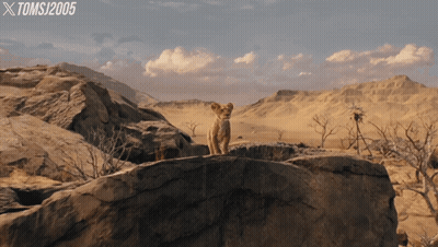 Lion Cub Standing On Rock With Toms J2005 Logo GIF