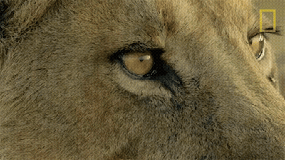 Lion Eye Close Up National Geographic Logo GIF