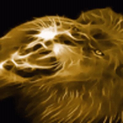 Lion Face Close Up Black Background GIF
