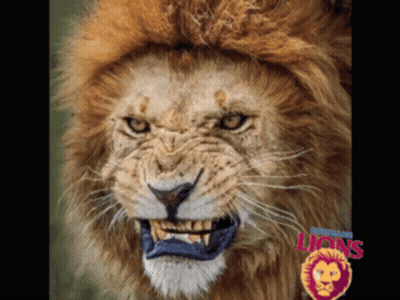 Lion Face With Word Lions GIF