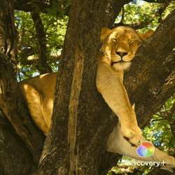 Lion Fell Asleep GIF