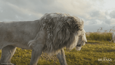 Lion From Mufasa Movie GIF