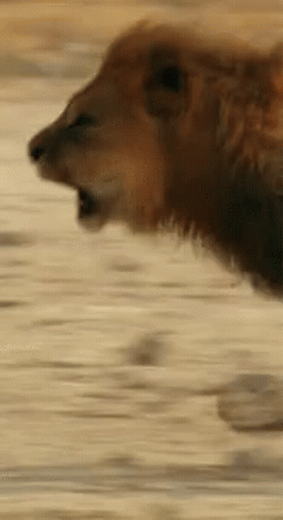 Lion Head With Mouth Open Blurry Background GIF