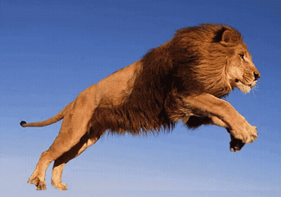 Lion Jumping With Paws Outstretched GIF