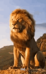 Lion King Animal
