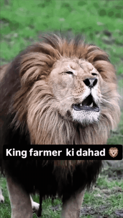Lion King Farmer Ki Dahad GIF