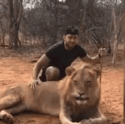 Lion King Meme Unexpected Reaction GIF