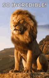 Lion King Wild Lion So Incredible GIF