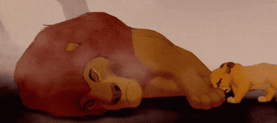 Lion Laying Down Next To Smaller Lion GIF