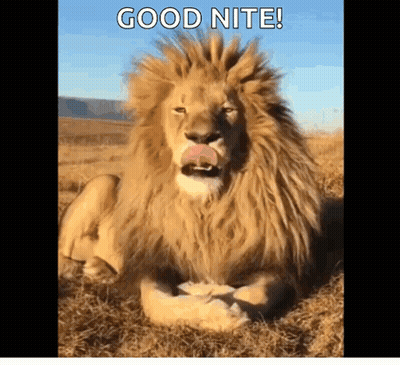 Lion Laying In Grass With Tongue Out Saying Good Nite GIF