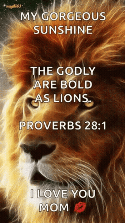 Lion My Gorgeous Sunshine The Godly Are Bold As Lions GIF
