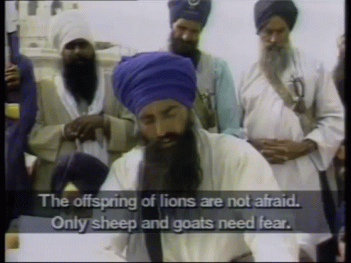 Lion Offspring Not Afraid, Only Sheep And Goats Fear GIF