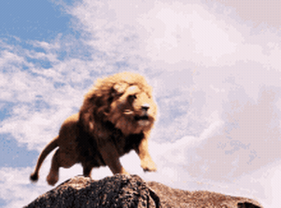 Lion On Rock Looking At Sky GIF