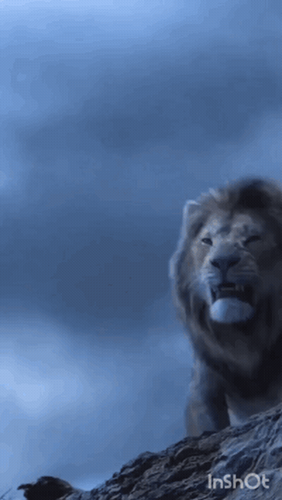 Lion on Rocky Hill Blue Sky