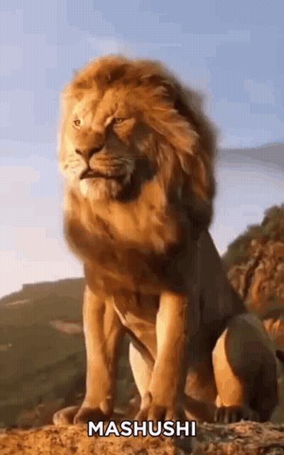 Lion On Rocky Hill Saying Mashushi GIF