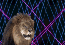 Lion Roar Explosion GIF