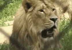 Lion Roar Yawn