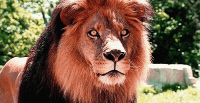 Lion's Face Close Up GIF