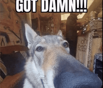Lion Saying Got Damn You Woman GIF