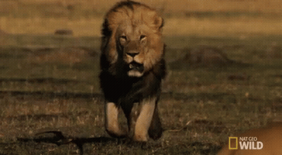 Lion Standing On Rock In Desert With Cloudy Sky GIF