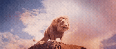 Lion Standing On Rock In Desert GIF