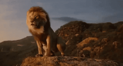 Lion Standing On Rock In Mountain Range GIF