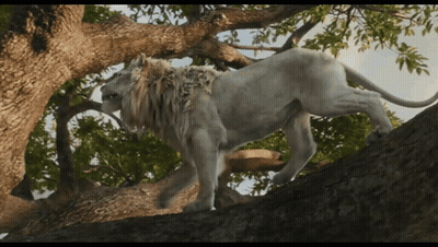 Lion Standing On Rocky Cliff With Cub GIF