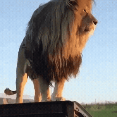 Lion Standing On Wooden Box GIF