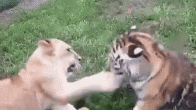 Lion Tiger GIF