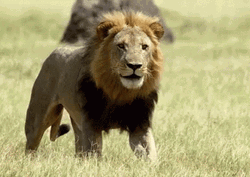 Lion Tongue Out Droll GIF