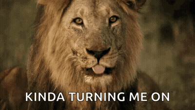 Lion Tongue Out Kinda Turning Me On GIF