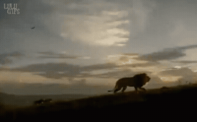 Lion Walking On Hill Under Cloudy Sky GIFs GIF