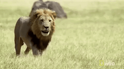 Lion Walking Through Grassy Field GIF