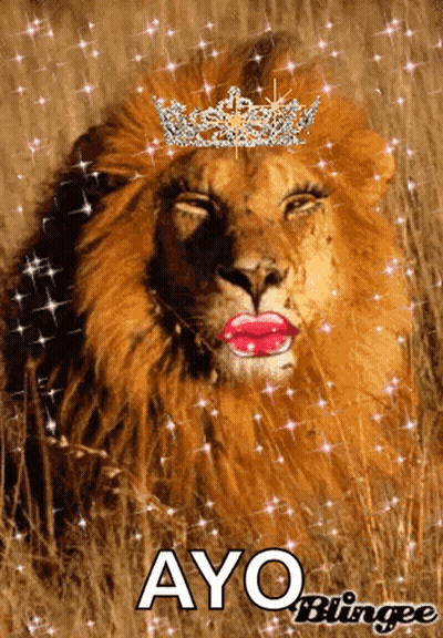 Lion With Crown Saying Ayo Bingee GIF