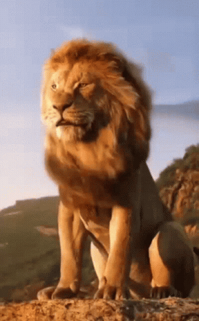 Lion With Long Mane Standing On Hill GIF