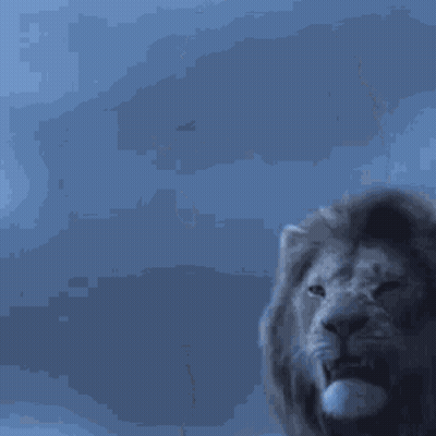 Lion With Mouth Open Against Blue Sky GIF