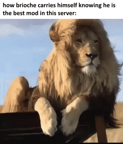 Lion With Wig Sitting On Chair GIF