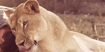 Lioness Licking Man On Bed GIF