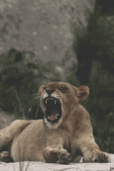 Lionesses On Lions Roaring GIF