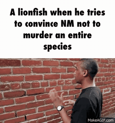 Lionfish Convincing NM Not To Murder Species GIF